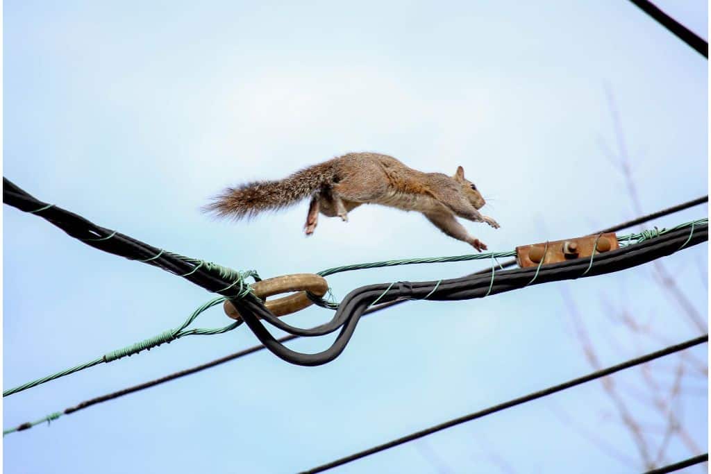 squirrel jumping wires