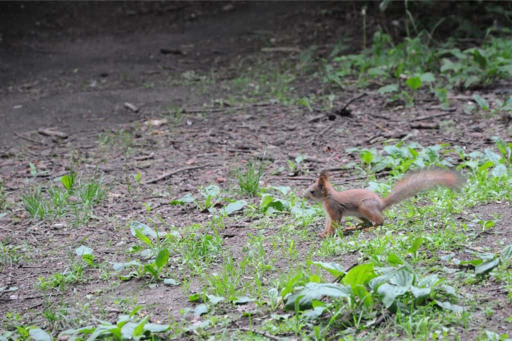 squirrel on the ground