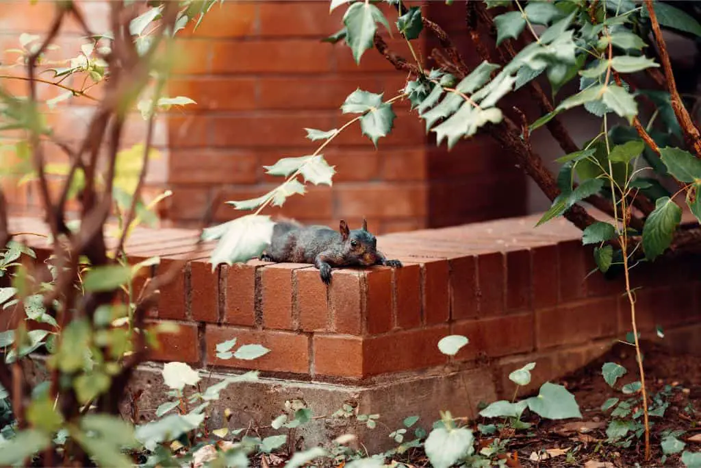 squirrel resting wall