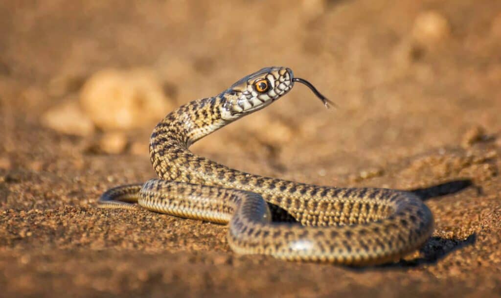 9 Ways to Get rid of Snakes Under a Concrete Slab