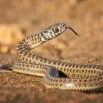 9 Ways to Get rid of Snakes Under a Concrete Slab