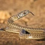 9 Ways to Get rid of Snakes Under a Concrete Slab