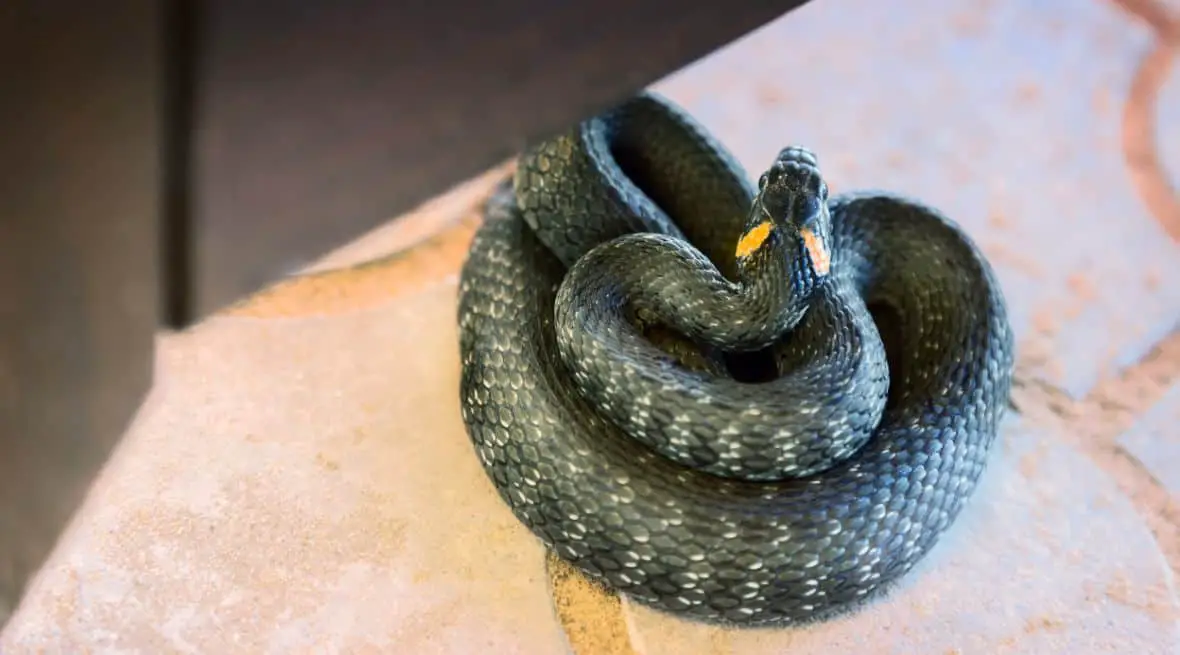 6 Best Snake Repellent Safe for Dogs and Pets
