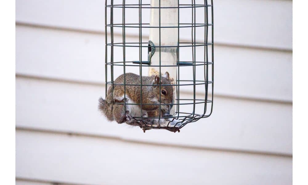 Best squirrel repellent for bird feeder