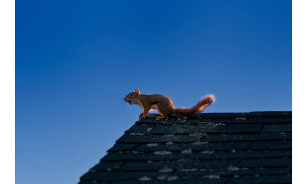 Best squirrel repellent for roof