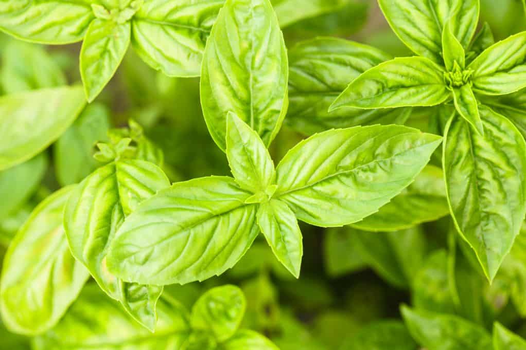 Clove Basil