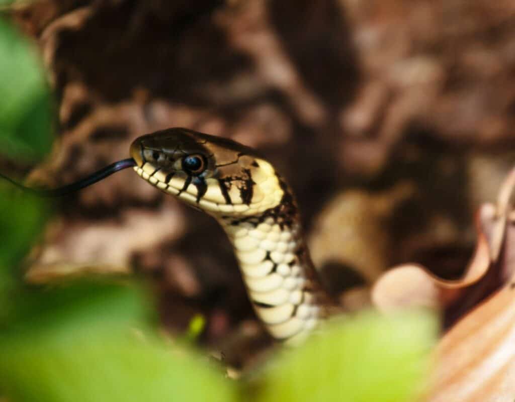 Deterring Snakes Tips