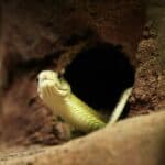 Do Snakes Dig Holes In The Ground