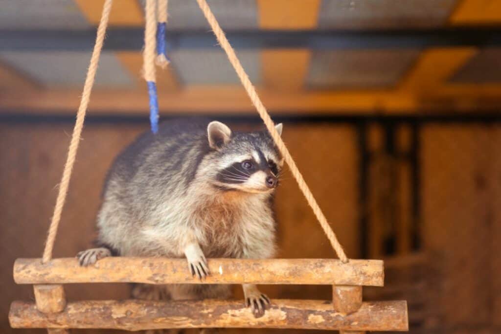 How To Get Rid Of Raccoons In Attic