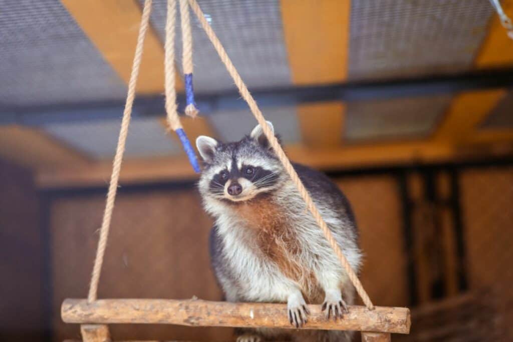 How do you permanently get rid of raccoons