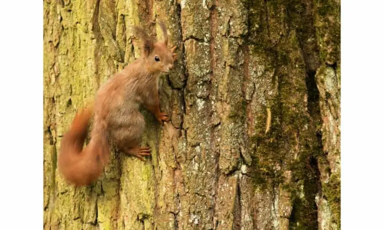 How to Get Squirrels Out of the Attic: 6 Effective Methods