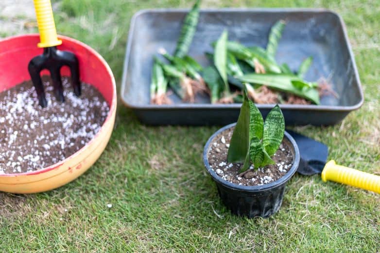 Snake plant