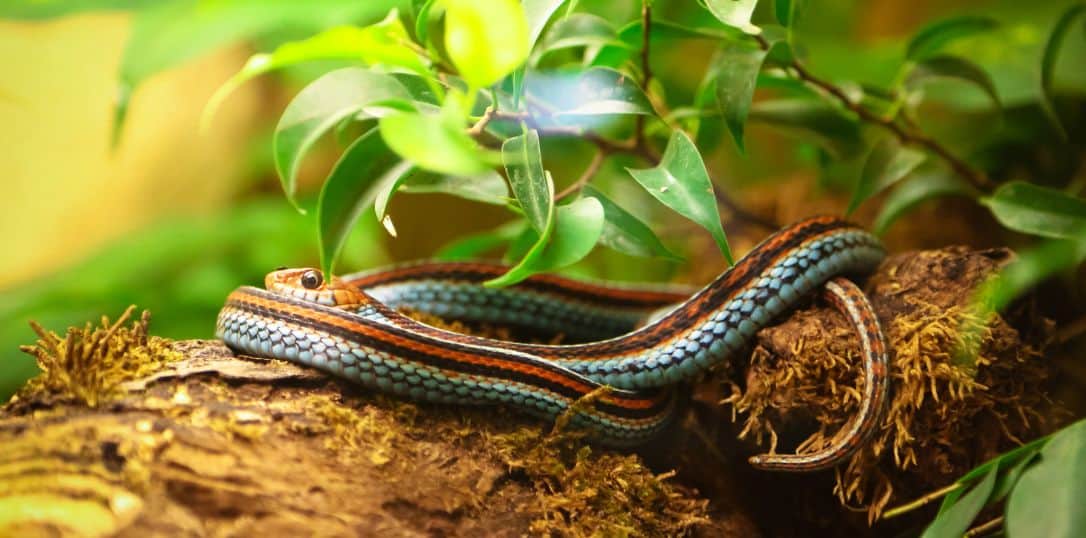 Best Snake Repellents: How To Keep Snakes Away Safely