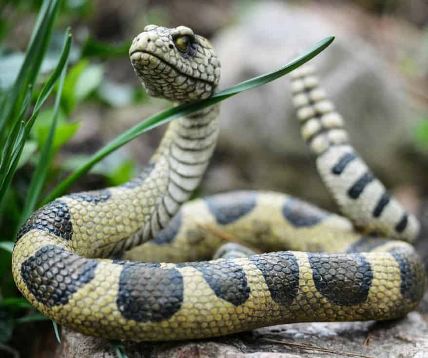 What is the Most Effective Snake Repellent Safe for Dogs