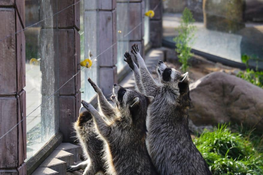 What to Do With Raccoons on Your Property