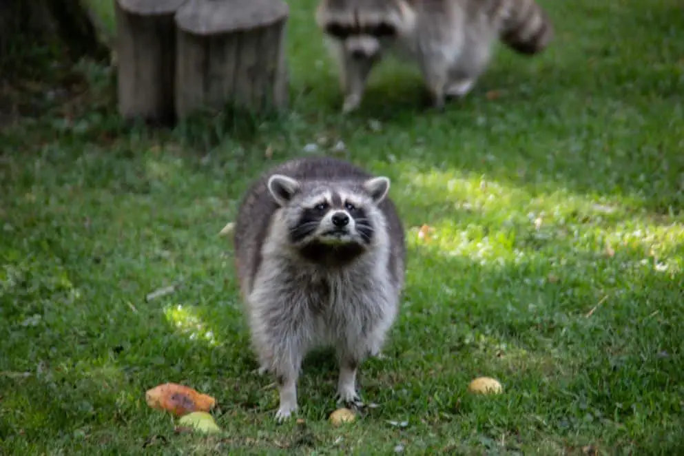 What to do if you see a raccoon out during the day