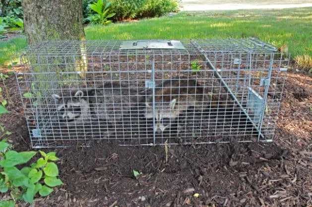 What to do with a trapped Raccoon 1