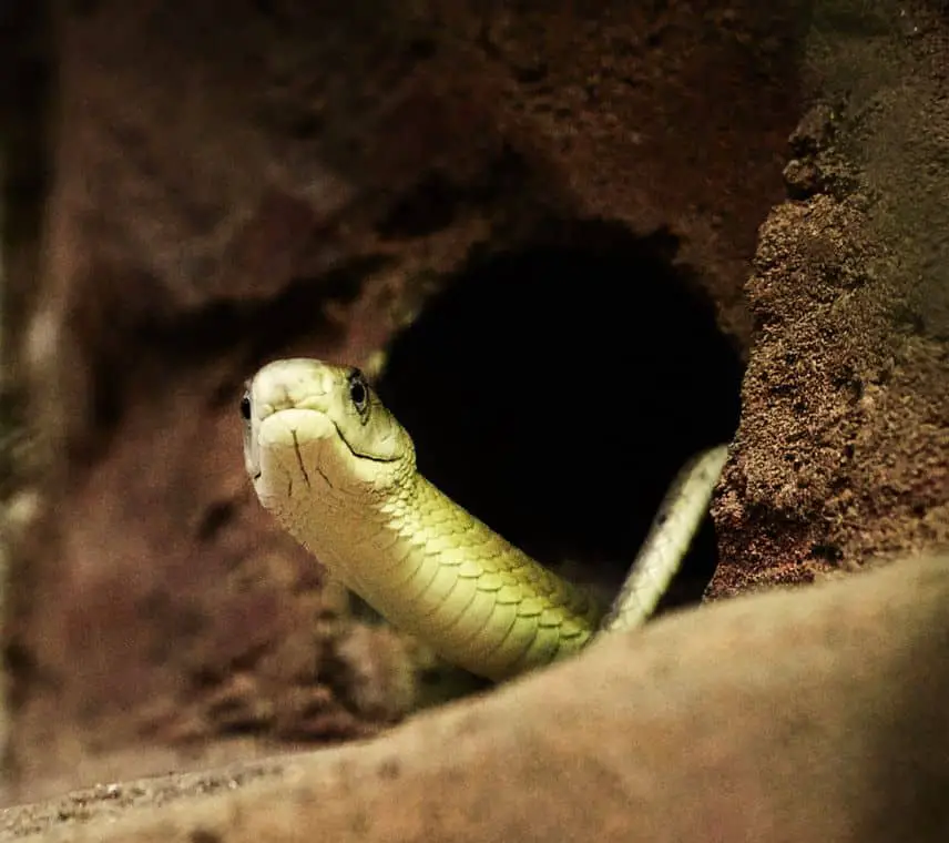 Where do Snakes hide