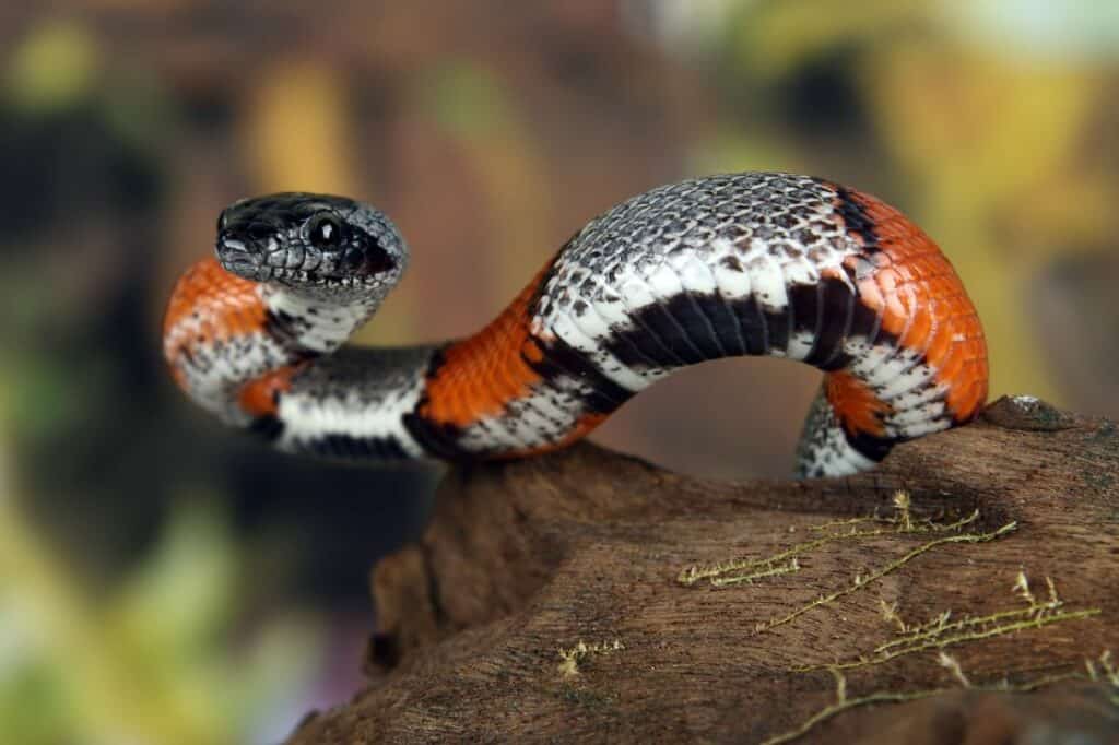 coral snake