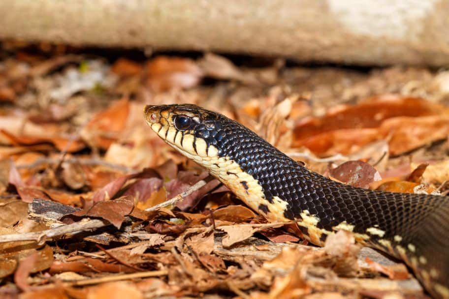 hognose snake