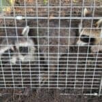 What to do with a trapped Raccoon? Dos and Don’ts