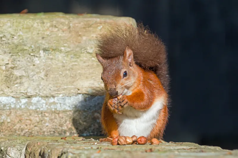 Can Squirrel Chew Through Wall
