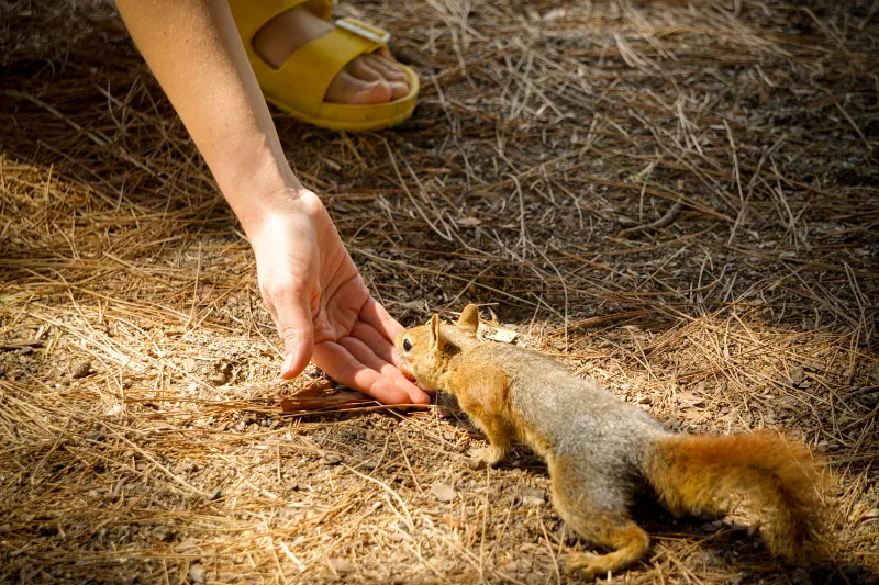 Can Squirrel Eat Chocolate