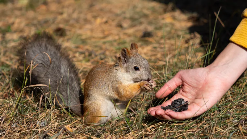 Can Squirrel Eat Pumpkin Seeds