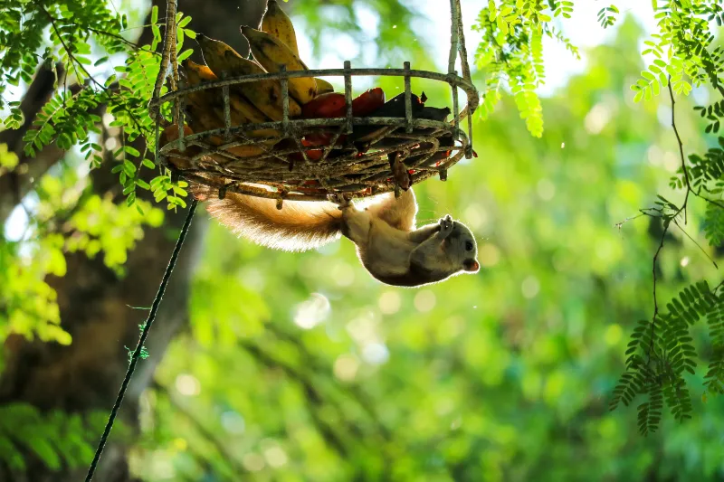 Can Squirrels Have Grapes