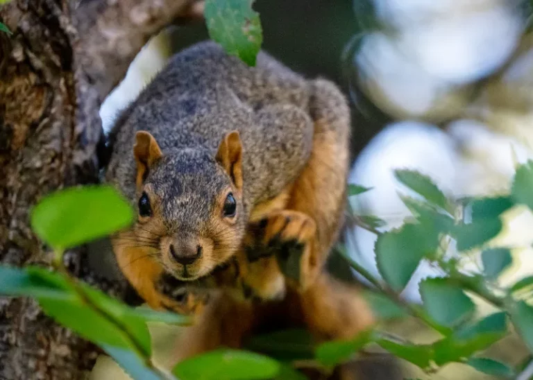Do Electronic Squirrel Repellents Work?
