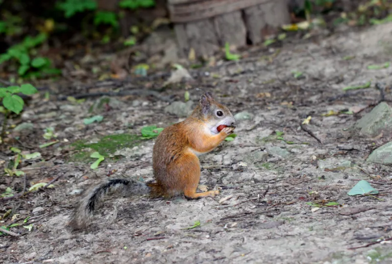 Do Squirrel Eat Tomatoes?