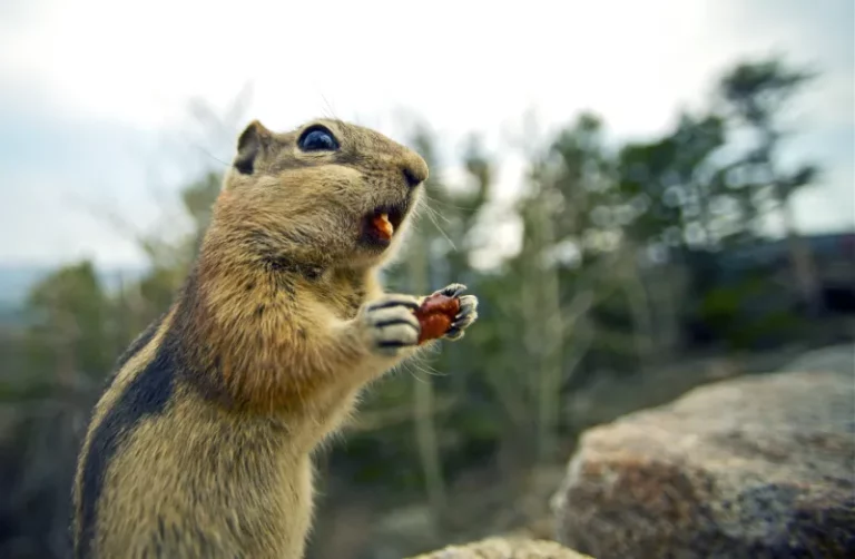 Do Squirrels Eat Meat?