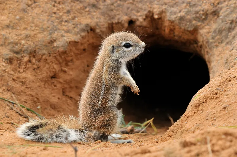 Ground Squirrel nest