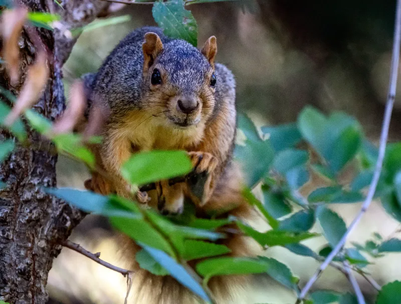 Squirrel Repellents