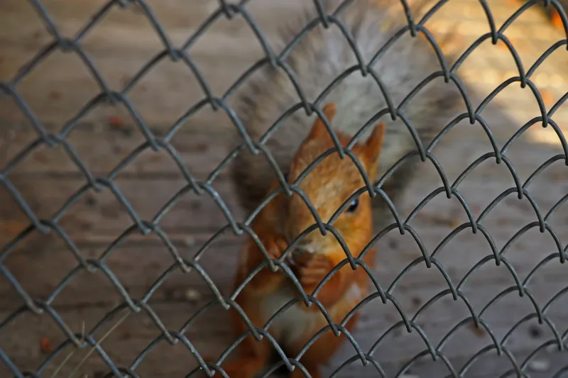 The Best Way to Catch Squirrels: Proven Techniques