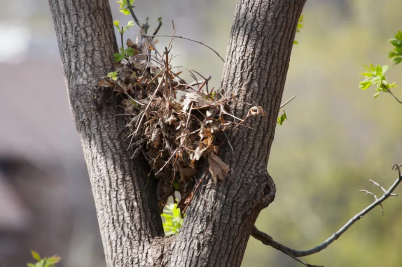 Tree squirrel nest