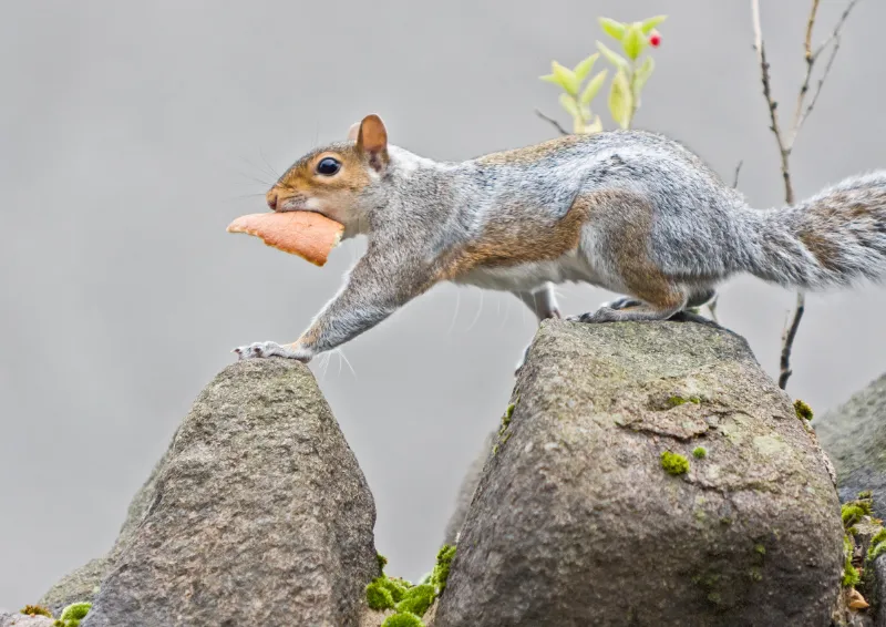 What Materials are Easily Chewed Through by Squirrels