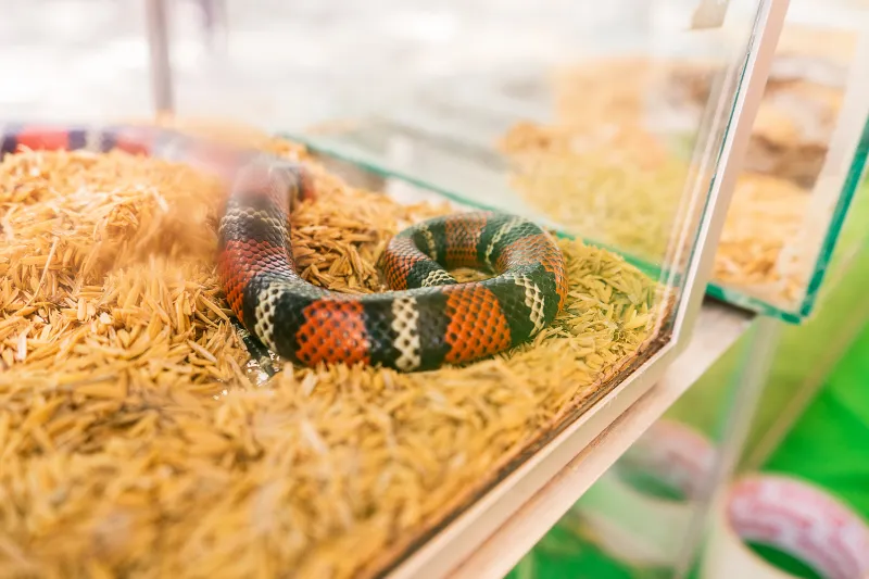 Top 9 Best Snakes to Have as Pets