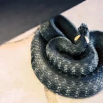 Best Way to Keep Snakes Out of your Yard