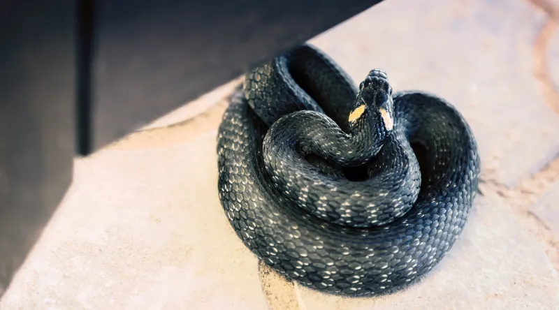 Best Way to Keep Snakes Out of your Yard