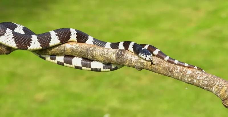 California kingsnakes