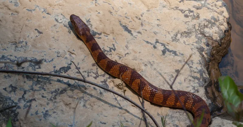 Corn Snakes