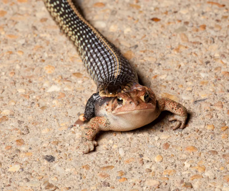 Do Snakes Eat Frogs? Get the facts