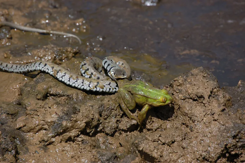 Frogs are a common food source for snakes