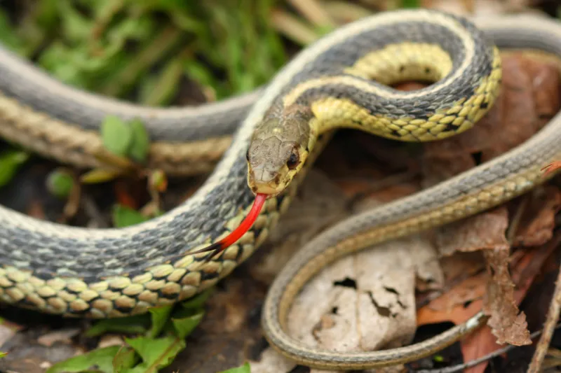 Garter snakes