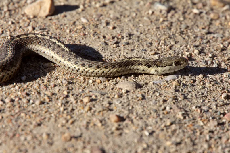 Gopher snakes