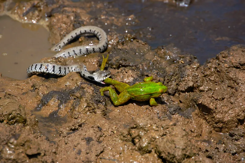 How long does it take for a snake to eat a frog?