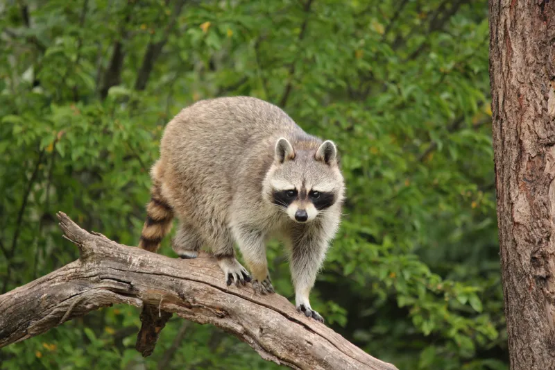 Making noise is one of the best ways to keep raccoons away
