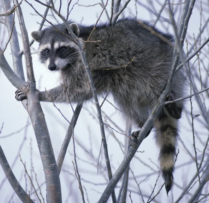 Natural Instincts of Raccoons