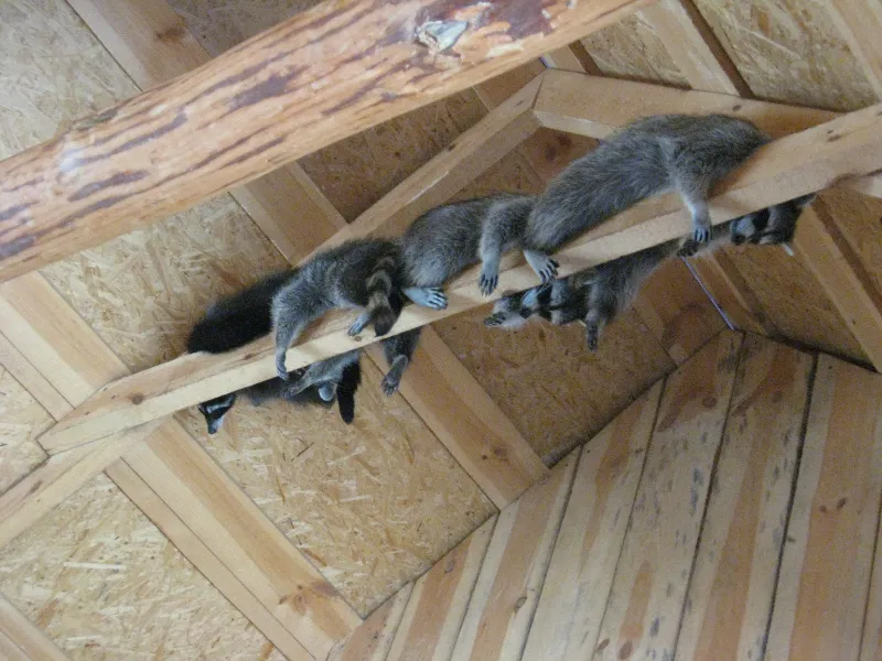 Raccoons on the Roof